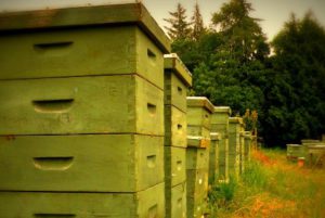 ASAJA insiste ante el ministerio en la necesidad de un nuevo etiquetado para la miel que refleje el país de origen