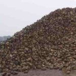 La remolacha, un ejemplo de resistencia La Bañeza se queda de retén para rematar la campaña de recepción de remolacha