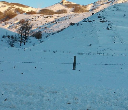 ASAJA pide a la consejera de Agricultura que visite las zonas afectadas por las nevadas ASAJA pide a la consejera de Agricultura que visite las zonas afectadas por las nevadas
