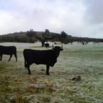 No necesitamos que nos colonicen El sector agroganadero nacional se une para que la nueva PAC no ignore a la ganadería extensiva