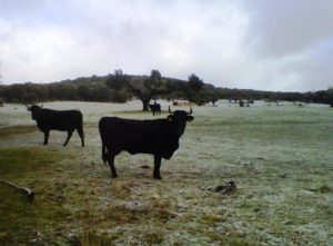 El sector agroganadero nacional se une para que la nueva PAC no ignore a la ganadería extensiva