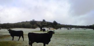 Dermatosis Nodular Contagiosa: la Junta adapta las medidas de prevención desde el 1 de febrero por la evolución favorable de la situación epidemiológica El sector agroganadero nacional se une para que la nueva PAC no ignore a la ganadería extensiva