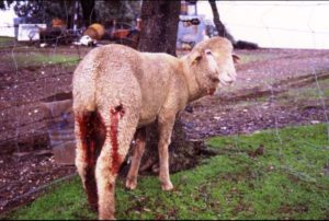 El censo oficial confirma el aumento del número de lobos y su expansión por el territorio de Castilla y León