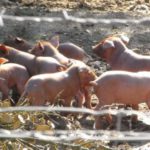 Ampliado hasta el 30 de octubre el plazo para pedir ayudas al porcino ibérico Repercusiones para Castilla y León de la rebaja aprobada por Hacienda del IRPF a explotaciones afectadas por circunstancias excepcionales