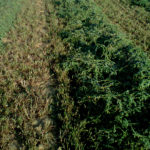 Es el momento de planificar las siembras para tener derecho al ‘pago verde’ Alfalfa