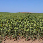 Plataforma formación online Girasol