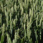 Semana del 4 al 10 de noviembre de 2017 Trigo