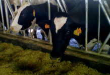 Precios a la baja y costes disparados en el sector lácteo: ASAJA reclama una reunión urgente con el ministro Vacuno leche