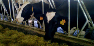 Precios a la baja y costes disparados en el sector lácteo: ASAJA reclama una reunión urgente con el ministro Vacuno leche