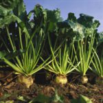 En España sobra azúcar, pero no remolacha Comunicado de Azucarera sobre las condiciones de contratación de remolacha para la campaña 2014/2015