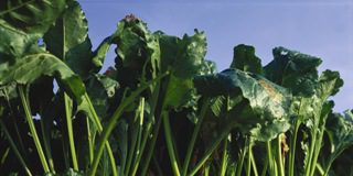 Aclaración sobre la ayuda asociada a la producción sostenible de remolacha azucarera en 2026 Comunicado de Azucarera sobre las condiciones de contratación de remolacha para la campaña 2014/2015