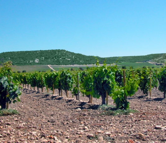 El Sector vitivinícola europeo se la juega este viernes en Bruselas El Sector vitivinícola europeo se la juega este viernes en Bruselas
