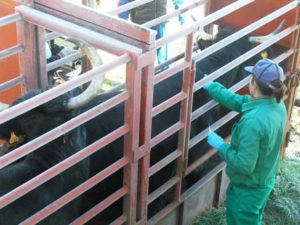 ASAJA valora positivamente los resultados de la campaña de saneamiento ganadero de Castilla y León