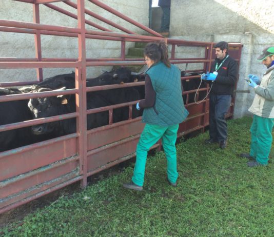 ASAJA consigue que la administración reduzca la presión sobre el ganadero en las campañas de saneamiento ASAJA consigue que la administración reduzca la presión sobre el ganadero en las campañas de saneamiento