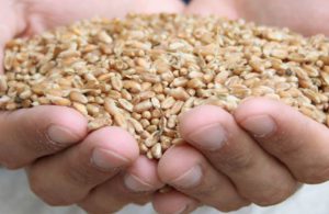 ASAJA acusa al grupo del PP en el Senado de actuar de lobby para los semillistas