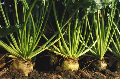 El sector remolachero se juega su supervivencia y administraciones e industria deben actuar El sector remolachero se juega su supervivencia y administraciones e industria deben actuar