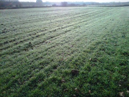 La contratación del seguro agrario para herbáceos baja en Castilla y León el doble que en el resto del país La contratación del seguro agrario para herbáceos baja en Castilla y León el doble que en el resto del país