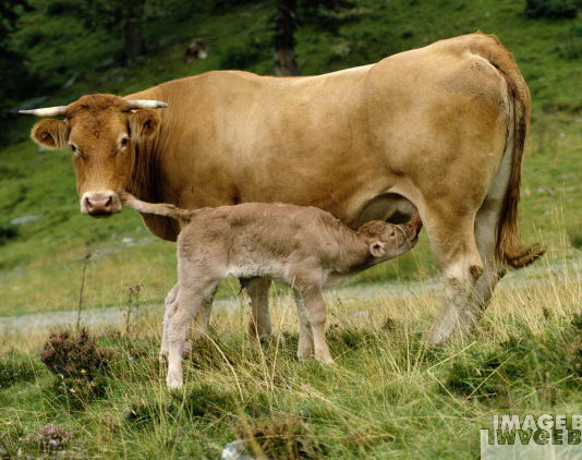 ASAJA PIDE A LA CONSEJERÍA QUE ANTICIPE LAS PRIMAS GANADERAS ASAJA PIDE A LA CONSEJERÍA QUE ANTICIPE LAS PRIMAS GANADERAS