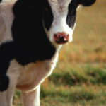 Nueva adaptación de medidas frente a la Dermatosis Nodular Contagiosa en Castilla y León desde el 1 de febrero LA CADENA DE DISTRIBUCIÓN LIDL ESTA DISPUESTA A COLABORAR CON ASAJA EN LA RECUPERACIÓN DE LOS PRECIOS DE LECHE