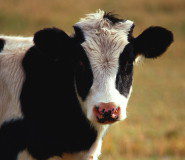 La Junta prorroga las medidas frente a la dermatosis nodular contagiosa hasta el 31 de julio LA CADENA DE DISTRIBUCIÓN LIDL ESTA DISPUESTA A COLABORAR CON ASAJA EN LA RECUPERACIÓN DE LOS PRECIOS DE LECHE