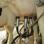 Estamos en manos de delincuentes que compran y venden la leche ASAJA valora la aprobación del nuevo paquete lácteo y pide a la administración que garantice su cumplimiento