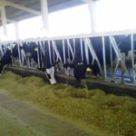 Subvenciones directas a los ganaderos de vacuno de leche ASAJA considera un error que se expulse a explotaciones agroganaderas del sistema de tributación por módulos