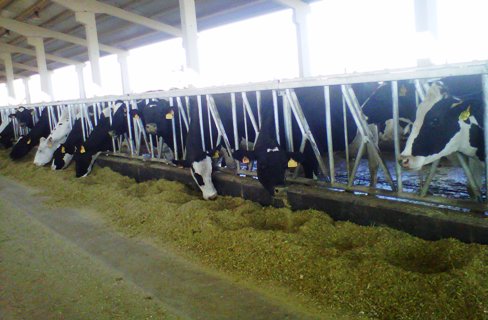 ASAJA denuncia que parte de las industrias se saltó por las bravas los contratos con los ganaderos y rebajó el precio de la leche ASAJA considera un error que se expulse a explotaciones agroganaderas del sistema de tributación por módulos