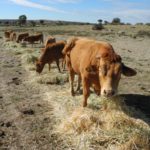 Convocadas las ayudas para la conservación, mejora y fomento de razas ganaderas 2026 En ganadería se deja de recibir ayudas cuando se cierra la explotación; en agricultura