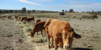 Convocadas las ayudas para la conservación, mejora y fomento de razas ganaderas 2026 En ganadería se deja de recibir ayudas cuando se cierra la explotación; en agricultura