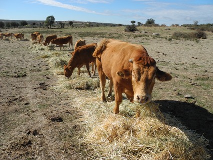 En ganadería se deja de recibir ayudas cuando se cierra la explotación; en agricultura, no En ganadería se deja de recibir ayudas cuando se cierra la explotación; en agricultura