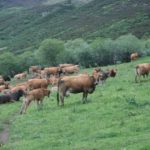 Convocadas las ayudas a la reposición de ganado por saneamiento Por primera vez en la historia