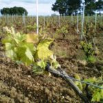 El Ministerio flexibiliza condiciones y plazos en normativa del sector vitivinícola Los derechos de viñedo de la Reserva Regional se asignarán por primera vez