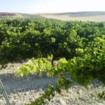 La resolución y plazos para efectuar la vendimia en verde, en pocos días Más dinero pero también más requisitos en la nueva convocatoria de las ayudas a planes de viñedo