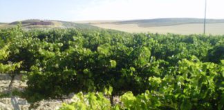 Mildiu y oídio en viñedo: información para viticultores Más dinero pero también más requisitos en la nueva convocatoria de las ayudas a planes de viñedo