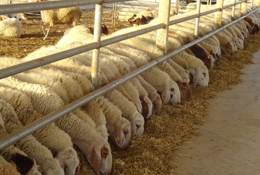 ASAJA Castilla y León denuncia el alto coste económico que acarrea para agricultores y ganaderos la supresión del IVA de ciertos alimentos Desánimo en el sector ovino tras varios meses de caídas consecutivas en el precio de la leche