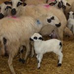 Ayudas para reposición de ganado: hasta el 30 de agosto En marcha el nuevo seguro para indemnizar los daños del lobo al sur del Duero