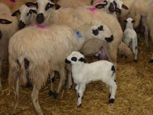 En marcha el nuevo seguro para indemnizar los daños del lobo al sur del Duero