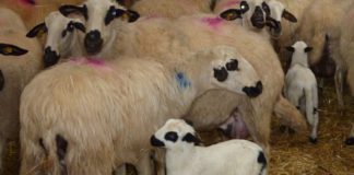 Convocadas las ayudas al fomento de la cría e inscripción de razas puras de Castilla y León En marcha el nuevo seguro para indemnizar los daños del lobo al sur del Duero