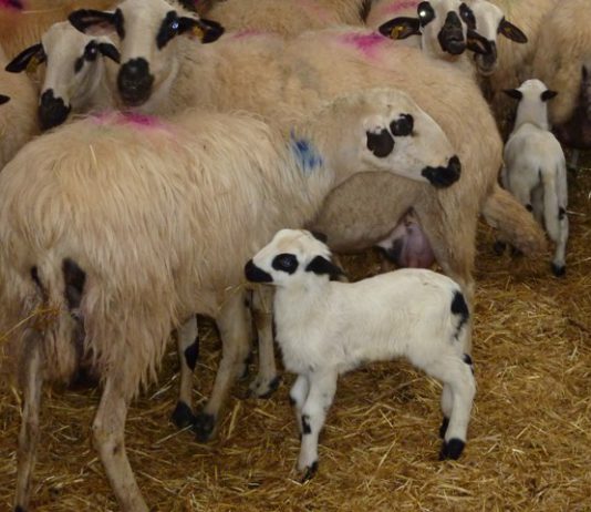 En marcha el nuevo seguro para indemnizar los daños del lobo al sur del Duero En marcha el nuevo seguro para indemnizar los daños del lobo al sur del Duero