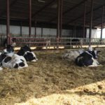 DNC: Desde hoy se permiten las ferias, pero sin bovinos, y el resto de medidas siguen hasta el 2 de enero ASAJA considera muy positiva la reducción de módulos en el sector lácteo y de la patata