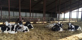 Castilla y León notifica un foco de lengua azul del serotipo 3 en la provincia de Segovia ASAJA considera muy positiva la reducción de módulos en el sector lácteo y de la patata