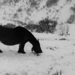 Primeras nevadas en las montañas