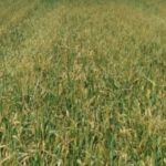 Ayudas para obtener avales de SAECA a explotaciones agrarias afectadas por sequía en 2019