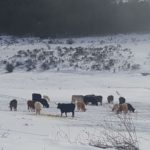 Ganaderos, y a mucha honra Ganado en la nieve, provincia de Ávila.