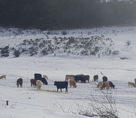ASAJA pide una demora en la obligación de tramitar electrónicamente las guías de ganado Ganado en la nieve, provincia de Ávila.