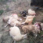 Convocadas las ayudas para compensar los daños de lobos y perros asilvestrados al ganado al norte del Duero