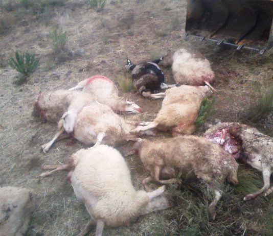 Lobo: ASAJA exige que se cumpla en mandato de la UE y del Congreso