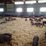 El porcino, golpeado por la covid