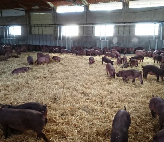 ASAJA defiende la profesionalidad y buen hacer de los ganaderos de porcino