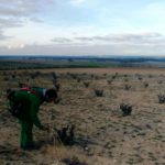 Los viticultores trabajan estos días en la poda de las viñas